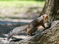 Die Squirrels, die amerikanischen Eichhörnchen also, sind sehr neugierig : Washington DC