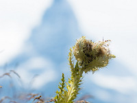 Silberdistel. Durch die Hitze und Trockenheit des Sommers 2015 hat es auf der Fluhalp fast keine Blumen mehr. : Matterhorn, Zermatt