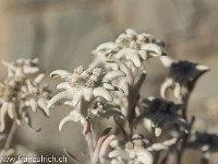 Bei Findeln entdecken wir Edelweisse - allerdings in einem Blumentopf. : Herbst, Matterhorn, Zermatt