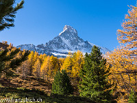 Matterhorn-Nordwand im Herbstkleid. : Herbst, Matterhorn, Zermatt
