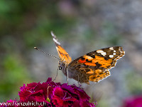 Der Schmetterling kann seinen Rüssel bequem aufrollen. : Distelfalter, Nelke, Schmetterling, orange