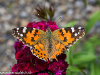 Ein prächtiger Distelfalter sitzt genüsslich auf einer Nelke in unserem Garten. Die Schmetterlinge lieben die grosse Vielfalt an Pflanzen und das grosse Nahrungsangebot. : Distelfalter, Nelke, Schmetterling, orange