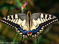 Ein frisch "geschlüpfter" Schwalbenschwanz: Er lässt in der Sonne die Flügel trocknen - und auf geht's, in die Freiheit! : Schmetterling, Schwalbenschwanz