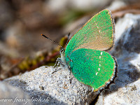 Ein Grüner Zipfelfalter (auch Brombeer-Zipfelfalter) im Entlebuch. : Brombeer Zipfelfalter, Entlebuch, Grüner Zipfelfalter, Schmetterling, Schrattenfluh