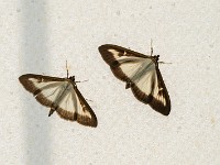 Schmetterlinge &#38; Falter