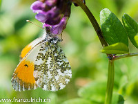 Aurorafalter : Schmetterling