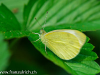 Zitronenfalter : Schmetterling