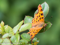 Der C-Falter ist an seiner leuchtend orangen Farbe gut erkennbar : Schmetterling