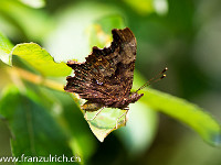 Auf der Unterseite seiner hinteren Flügel weist der C-Falter ein markantes, weisses "C" auf : Schmetterling