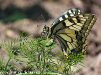 Ein Schwalbenschwanz legt grad' Eier ins Fenchelkraut : Schmetterling Schwalbenschwanz