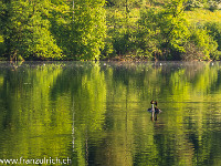 Zwei verliebte Haubentaucher auf dem Rotsee... : Enten, Haubentaucher, Rotsee, See, Spiegelung, Wasser