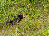 Ein Schwarzbär im Shenandoah Nationalpark. : Shenandoah