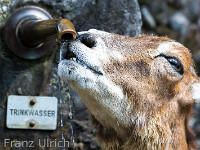 Durstiger Damhirsch : Tierpark Goldau 2013