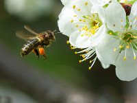Biene im Anflug : Biene, Insekt, Marienkäfer